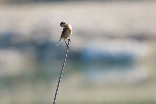 Tarabilla europea hembra posada en un tallo seco en la cuenca del r&iacute;o Serpis, Beniarr&eacute;s, Espa&ntilde;a