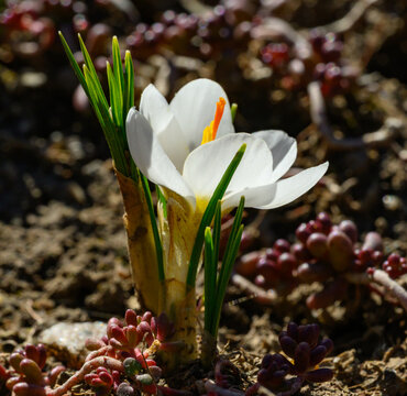 White crocus (Crocus vernus) in a garden during spring