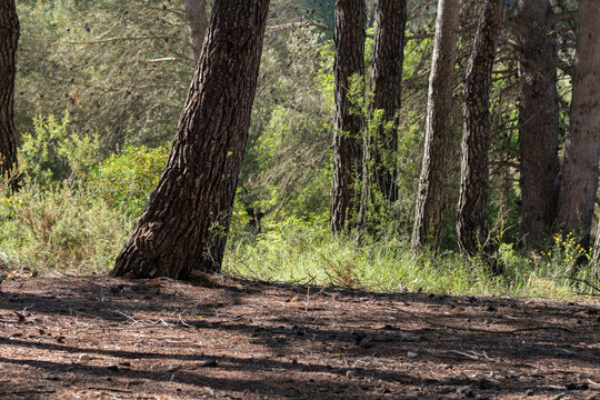 Suelo de bosque mediterr&aacute;neo con troncos de pinos y vegetaci&oacute;n de sotobosque en primavera, Espa&ntilde;a