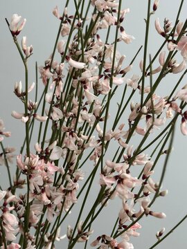 Fresh pink genista flowers on the white background