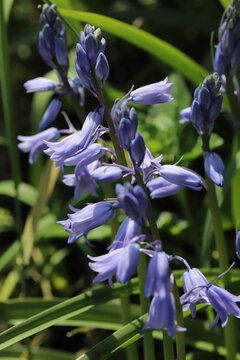 日本の春の公園に咲く薄紫色のイングリッシュ・ブルーベルの花