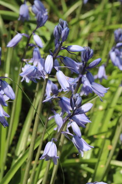 日本の春の公園に咲く薄紫色のイングリッシュ・ブルーベルの花