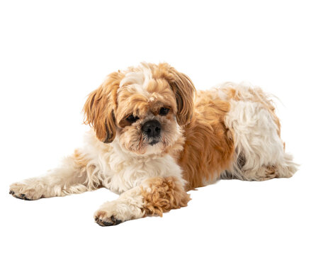 Shaggy cream and tan shih tzu-like dog resting