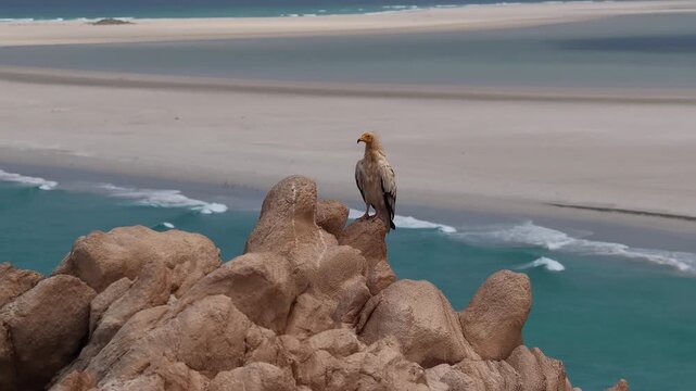 Stunning egyptian vulture perching on a cliffside overlooking a beautiful beach, socotra island