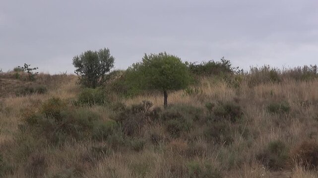 Pine tree little small bushes plants countryside nature solitary wind overcast sky