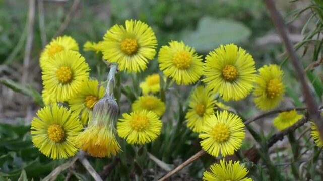 Yellow coltsfoot flowers (Tussilago farfara) growing on dry spring ground, close up