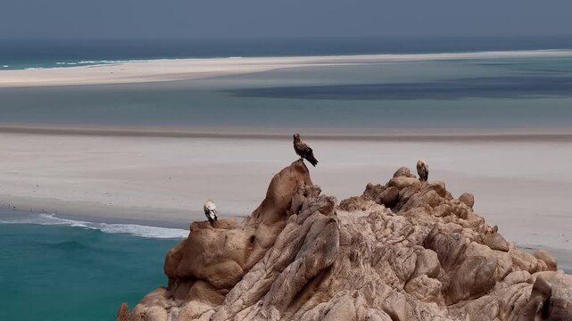 Birds of prey resting on a rocky outcrop over the sea, socotra island