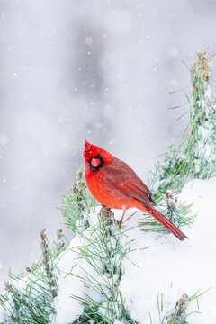 01530-26811 Northern Cardinal (Cardinalis cardinalis) male perched in fir tree in winter snow storm Marion Co. IL