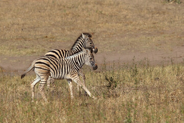 Obraz premium Steppenzebra / Burchell's zebra / Equus quagga burchellii
