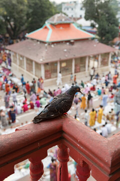 Dark Pigeon Perched on Railing with Loknath Ashram Compound and Devotees in Background