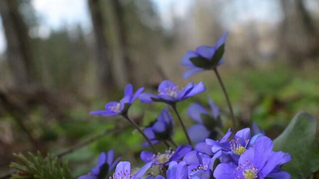 Blue and lilac Hepatica nobilis flowers blooming on forest floor, low angle, spring