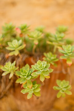 Top view of succulent rosettes on terracotta