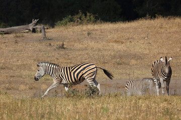 Obraz premium Steppenzebra / Burchell's zebra / Equus quagga burchellii
