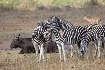 Obraz premium Steppenzebra / Burchell's zebra / Equus quagga burchellii