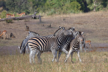 Obraz premium Steppenzebra / Burchell's zebra / Equus quagga burchellii