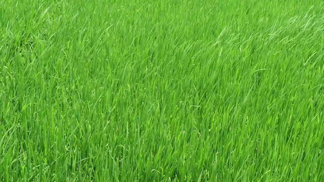 High-angle shot of a dense field filled with vibrant green grass blades. The image showcases a lush uniform texture of healthy young crops growing under bright daylight.