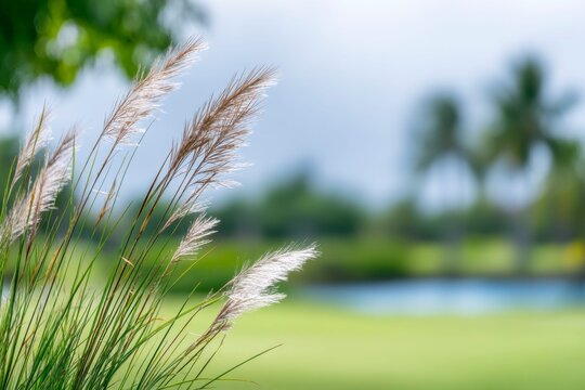 beautiful grass in the foreground, blurry background of golf course and palm trees in the distance