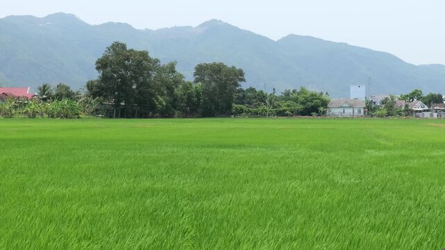 Wide angle view of a lush green rice paddy field in rural Vietnam .The scene features houses with red , white roofs tucked behind trees against a backdrop of majestic hazy mountain ranges under a clea