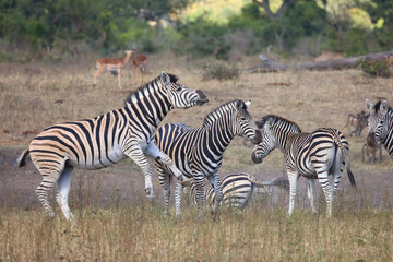 Obraz premium Steppenzebra / Burchell's zebra / Equus quagga burchellii
