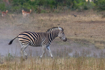 Obraz premium Steppenzebra / Burchell's zebra / Equus quagga burchellii
