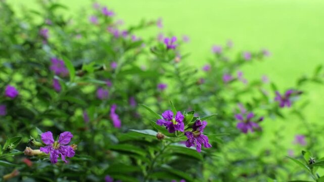 Vibrant Purple Mexican Heather Flowers Blooming in Lush Green Garden Close Up View