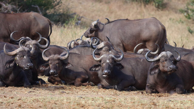 Kaffernb&uuml;ffel / African buffalo / Syncerus caffer