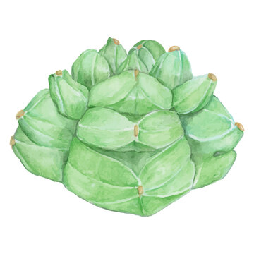PNG Astrophytum kikko cactus watercolor