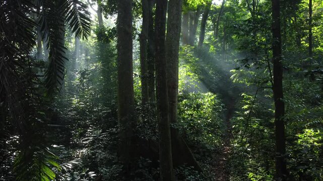Walk through a dense rainforest as the sun peeks through the trees in summer. Cifor, a research forest at IPB University, Bogor, Indonesia.