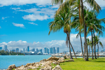 Tropical palm trees on shoreline with Miami skyline distance. Lush green palm trees and rocky coast in foreground with modern city skyscrapers across the blue ocean bay water. © Vadim