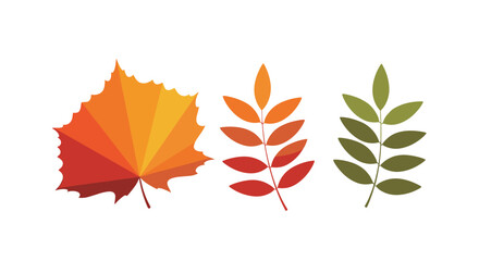 Fototapeta premium Three autumn leaves in vibrant shades of red, orange, and green illustrate the seasonal changes of foliage during the fall transition.