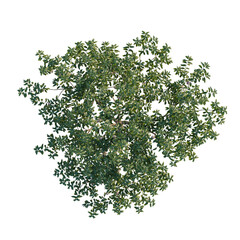 Fototapeta premium Amygdalus persica tree plan, top view, cutout, transparent background, isolate, Detailed Greenery Branch with Lush Foliage - Nature Photography for Design and Backgrounds