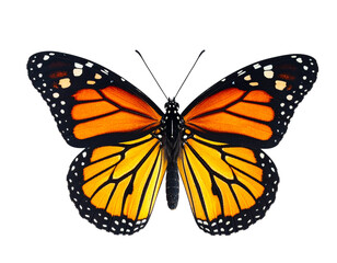 Fototapeta premium Monarch butterfly with orange and black wing pattern, detailed close-animated movie