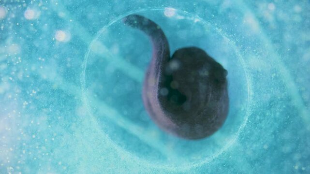 A small moving tadpole embryo in frogspawn egg under microscope