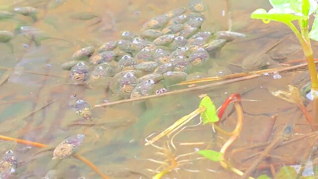 


Dynamic swarm of Dybowski's frog (Rana dybowskii) tadpoles in a pond. 7

