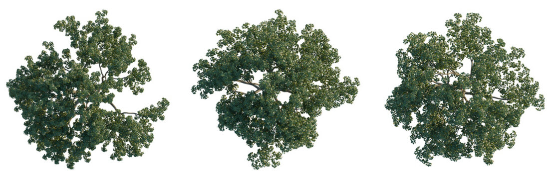 Pyrus tree plan, top view, cutout, transparent background, isolate, Detailed aerial view of lush green forest canopy, vibrant ecosystem, nature's beauty, aerial perspective