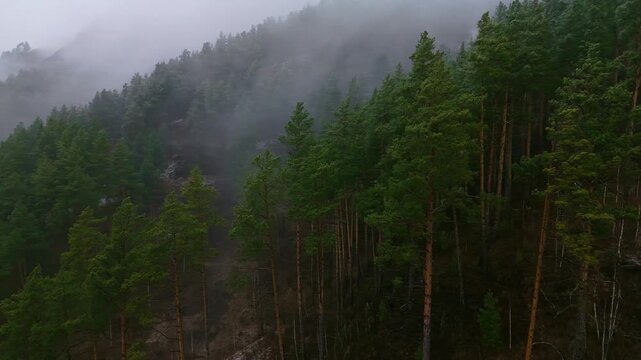High angle shot of a dense coniferous forest during a heavy snowstorm and fog. Authentic Siberian taiga wilderness in the Altai Republic.