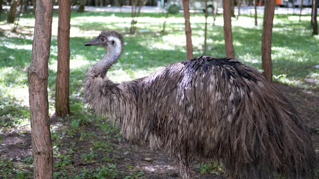 An emu stands still among the trees in a forest setting, its feathers ruffled slightly. It represents wildlife preservation and animal behavior study.