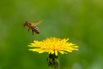 A honey bee collecting pollen. © Mehmet