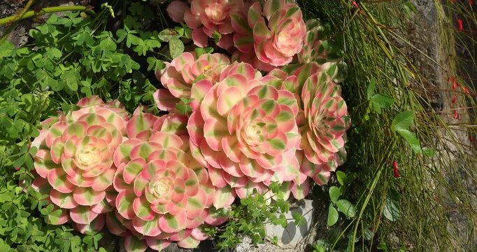 Vibrant Aeonium canariense succulents blooming in botanical garden under natural sunlight. Close-up video captures variegated pink and green rosettes surrounded by lush park vegetation. High-quality