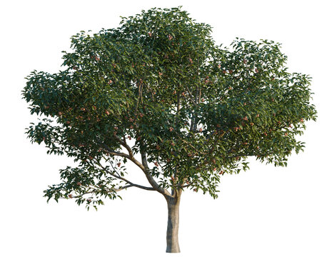 Crataegus pinnatifida tree, elevation, front view, cutout, transparent background, isolate, Detailed Green Apple Tree Branch with Leaves and Red Apples, Natural Beauty, Close-Up