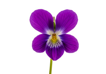 Fototapeta premium Closeup of a vibrant purple violet flower isolated on white background 1.