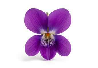 Fototapeta premium Closeup of a vibrant purple violet flower isolated on white background 6.