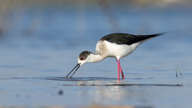 Black-winged Stilt