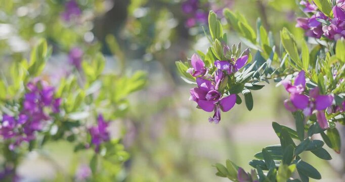 Blooming Polygala myrtifolia flowers in European park on sunny spring day. Close-up video captures vibrant purple blossoms and green leaves with beautiful soft bokeh and copy space. High-quality