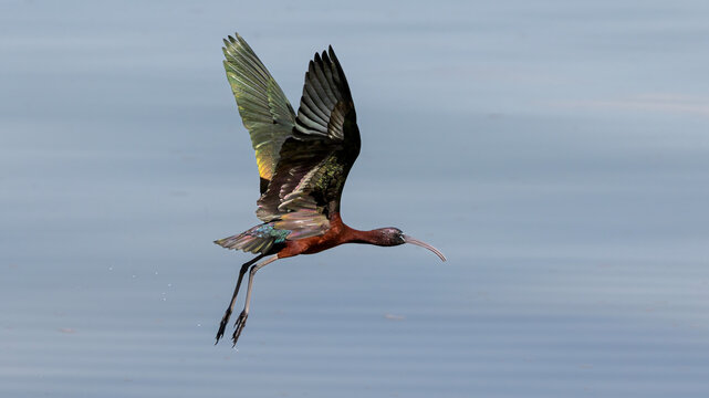 Glossy Ibis