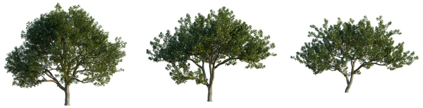 Pyrus tree, elevation, front view, cutout, transparent background, isolate, Detailed macro photo of a lush green fern with intricate leaf patterns, perfect for botanical designs.