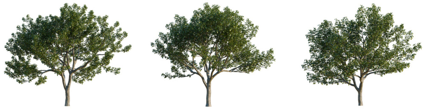 Pyrus tree, elevation, front view, cutout, transparent background, isolate, Lush Green Maple Tree with Vibrant Foliage on a Sunny Day, Detailed Branch Structure