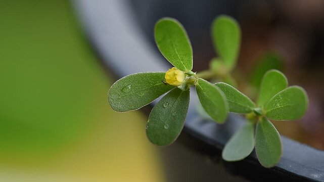 Purslane or Portulaca oleracea branch green leaves and flower on natural background.