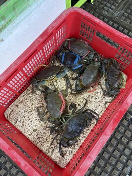 Select live freshwater crabs at local market for authentic seafood cooking and traditional street food preparation