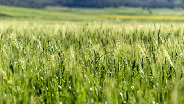 Champ de bl&eacute; en Tunisie au printemps